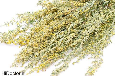 Artemisia sieberi besser